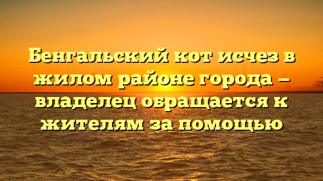 Бенгальский кот исчез в жилом районе города — владелец обращается к жителям за помощью