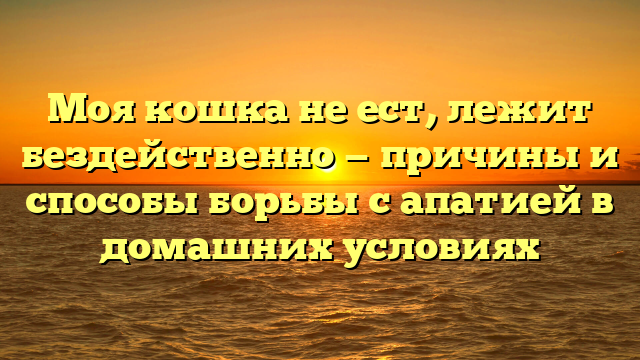 Моя кошка не ест, лежит бездейственно — причины и способы борьбы с апатией в домашних условиях